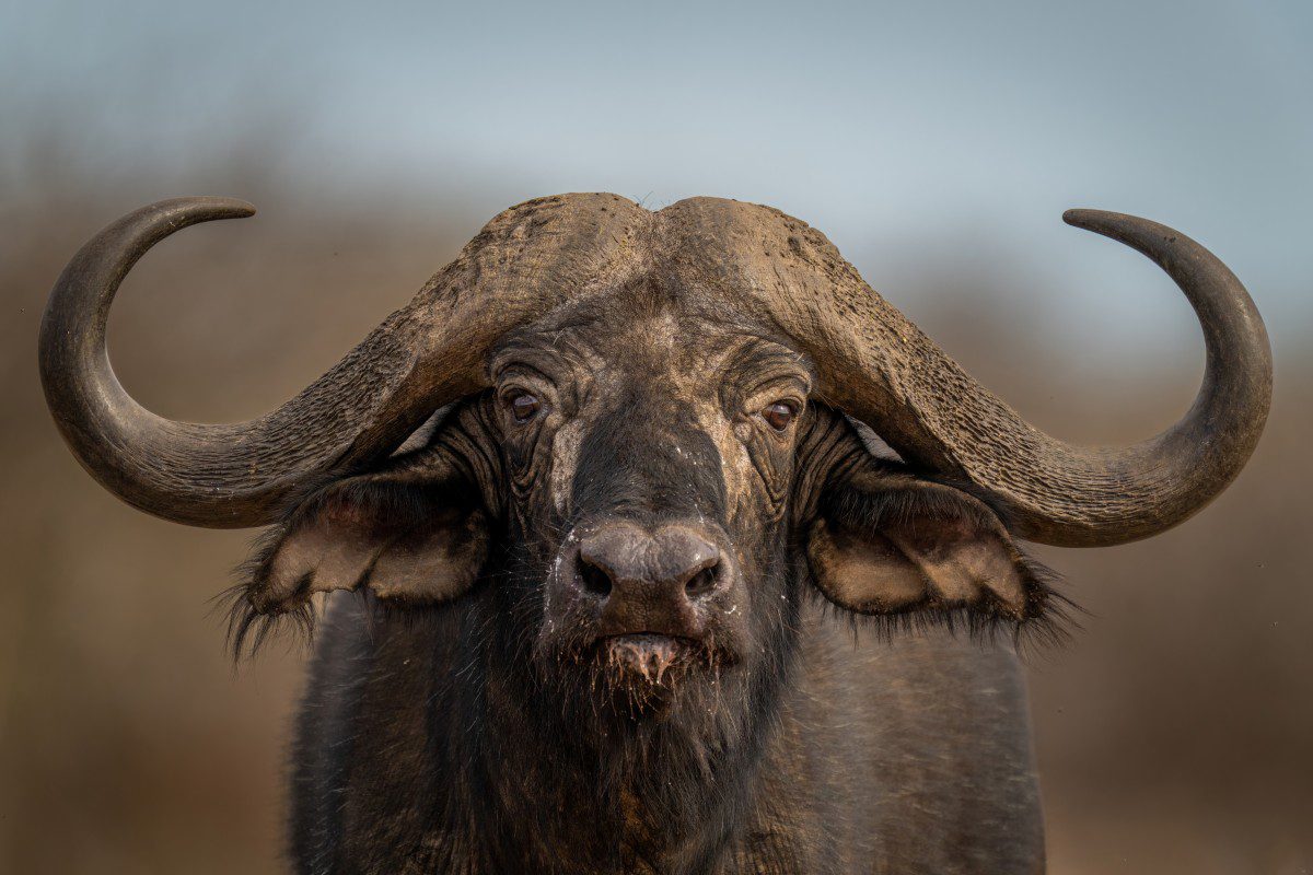 Close-up of a buffalo facing forward.